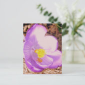 Carte Postale Crocus à ressort pourpre (Debout devant)