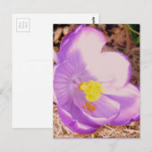 Carte Postale Crocus à ressort pourpre (Devant / Derrière)