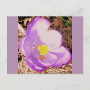 Carte Postale Crocus à ressort pourpre