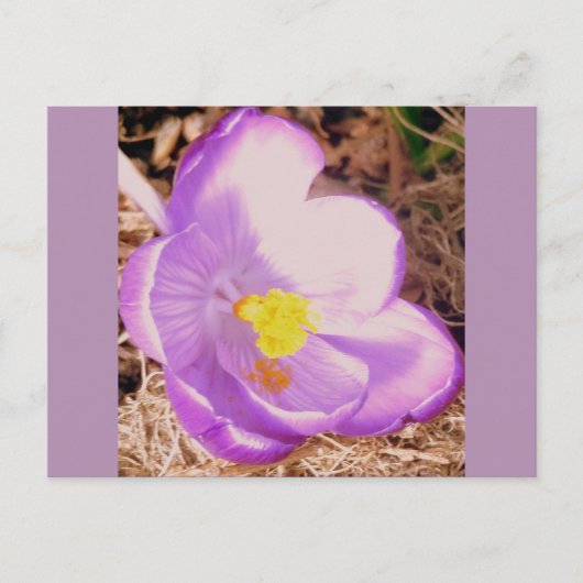 Carte Postale Crocus à ressort pourpre (Devant)