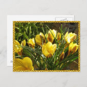 Carte Postale Crocus alpins (Devant / Derrière)