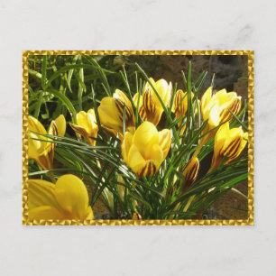 Carte Postale Crocus alpins