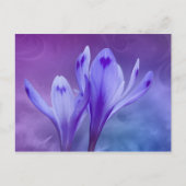 Carte Postale crocus bleu (Devant)