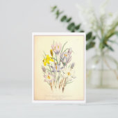 Carte Postale Crocus Botanical Illustration Vintage (Debout devant)