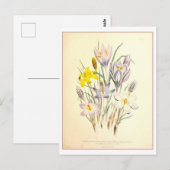 Carte Postale Crocus Botanical Illustration Vintage (Devant / Derrière)