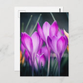 Carte postale Crocus Briefkaart (Voorkant / Achterkant)
