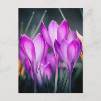Carte postale Crocus Briefkaart