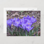 Carte Postale Crocus Bunch (Devant / Derrière)