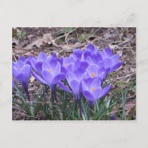 Carte Postale Crocus Bunch