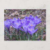 Carte Postale Crocus Bunch (Devant)