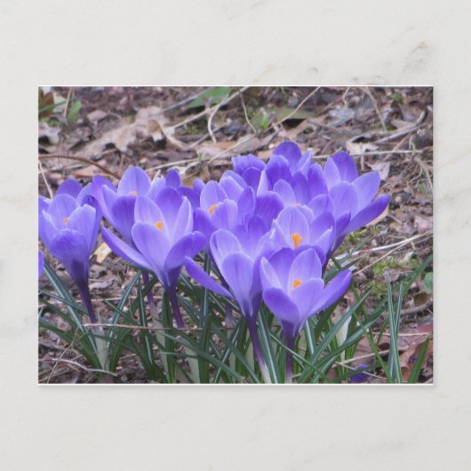 Carte Postale Crocus Bunch (Devant)