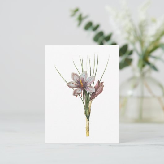 Carte Postale crocus (Crocus sativus) de Redouté (Debout devant)