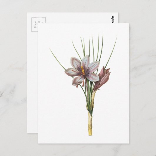 Carte Postale crocus (Crocus sativus) de Redouté (Devant / Derrière)