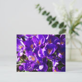CARTE POSTALE CROCUS DE PRINTEMPS (Debout devant)