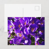 CARTE POSTALE CROCUS DE PRINTEMPS (Devant / Derrière)