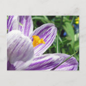 Carte Postale Crocus de printemps violet (Devant)