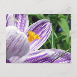 Carte Postale Crocus de printemps violet