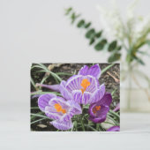 Carte Postale Crocus De Printemps Violet. (Debout devant)