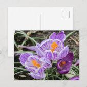 Carte Postale Crocus De Printemps Violet. (Devant / Derrière)