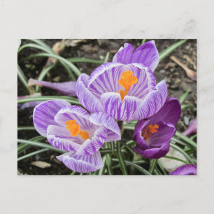 Carte Postale Crocus De Printemps Violet.