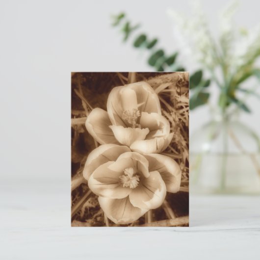 Carte Postale Crocus de Sepia (Debout devant)