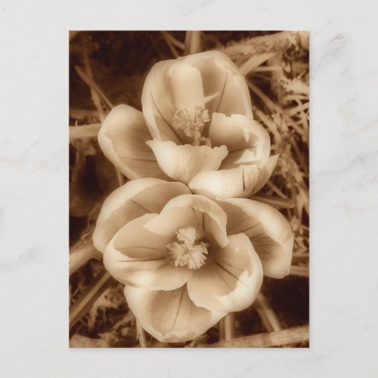 Carte Postale Crocus de Sepia (Devant)
