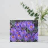 CARTE POSTALE CROCUS FLEURS (Debout devant)