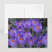 CARTE POSTALE CROCUS FLEURS (Devant / Derrière)