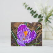 Carte Postale crocus gras (Debout devant)