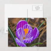 Carte Postale crocus gras (Devant / Derrière)