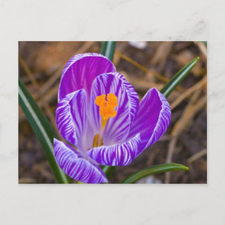 Carte Postale crocus gras