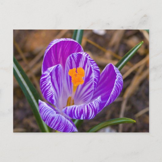 Carte Postale crocus gras (Devant)