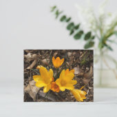 Carte Postale Crocus jaune (Debout devant)