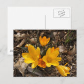 Carte Postale Crocus jaune (Devant / Derrière)