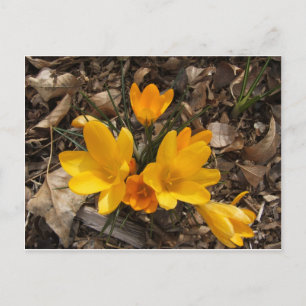 Carte Postale Crocus jaune