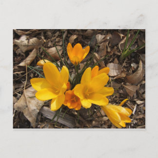 Carte Postale Crocus jaune