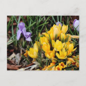 Carte Postale Crocus jaune avec accent vert (Devant)