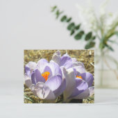 Carte postale Crocus pourpre (Debout devant)