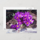 Carte postale Crocus pourpre (Devant / Derrière)