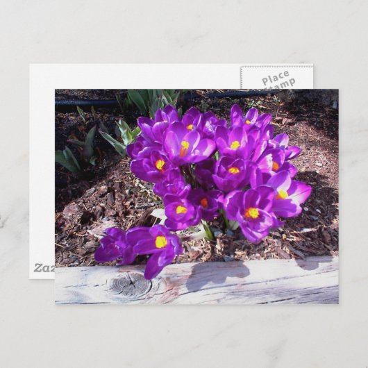 Carte postale Crocus pourpre (Devant / Derrière)