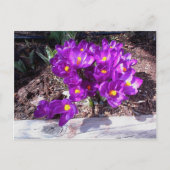 Carte postale Crocus pourpre (Devant)