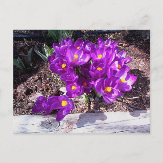 Carte postale Crocus pourpre (Devant)
