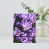 Carte Postale Crocus pourpre (Debout devant)