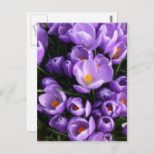 Carte Postale Crocus pourpre (Devant / Derrière)