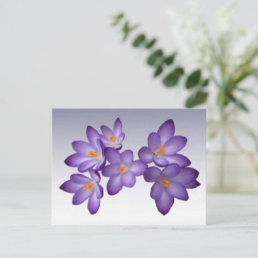 Carte postale Crocus pourpre (Debout devant)