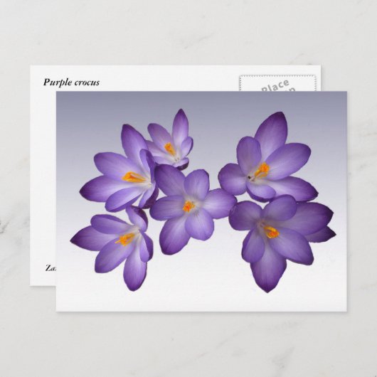 Carte postale Crocus pourpre (Devant / Derrière)