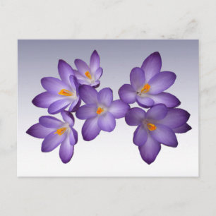 Carte postale Crocus pourpre