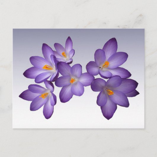 Carte postale Crocus pourpre (Devant)