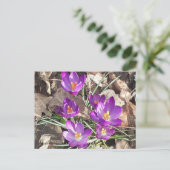 Carte postale Crocus pourpre (Debout devant)