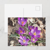 Carte postale Crocus pourpre (Devant / Derrière)
